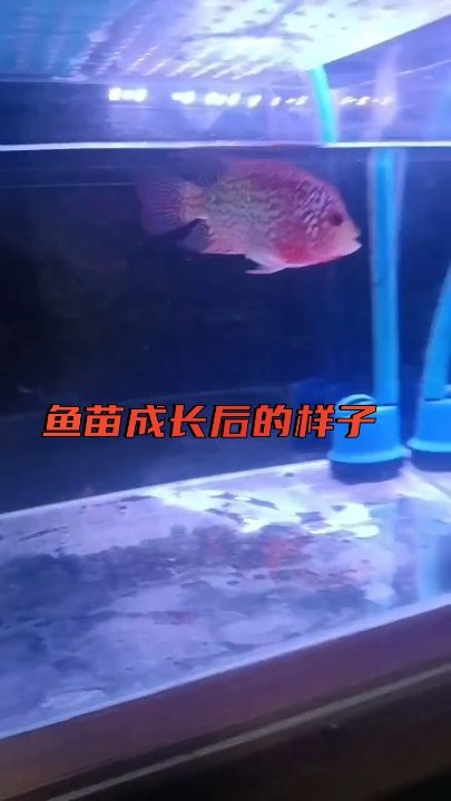 全部可以火鳳【前兩批的苗，現(xiàn)在用心養(yǎng)就是不一樣】 觀賞魚論壇