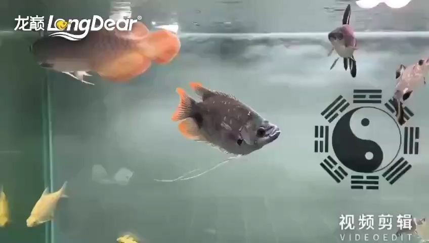 每天打卡【大熊,懵懂養(yǎng)魚人評論：小狐兔眷顧的寶貝評論：每天喂點啥啊】