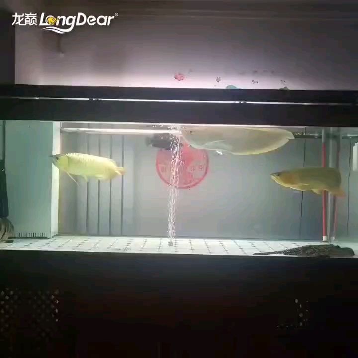 轉(zhuǎn)發(fā)460【養(yǎng)魚人的福音，這些養(yǎng)魚人的福音】