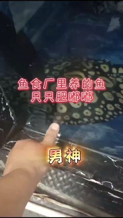 魚食廠里養(yǎng)的魚，只只肥嘟嘟【魚食廠里養(yǎng)的魚只只肥嘟嘟,blazers17評論：繼續(xù)加油】 觀賞魚論壇 第1張