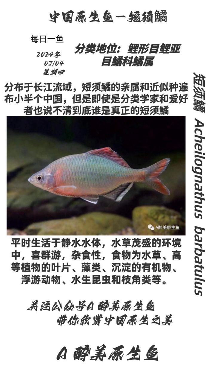 短須鱊【分布在長(zhǎng)江等】 觀(guān)賞魚(yú)論壇