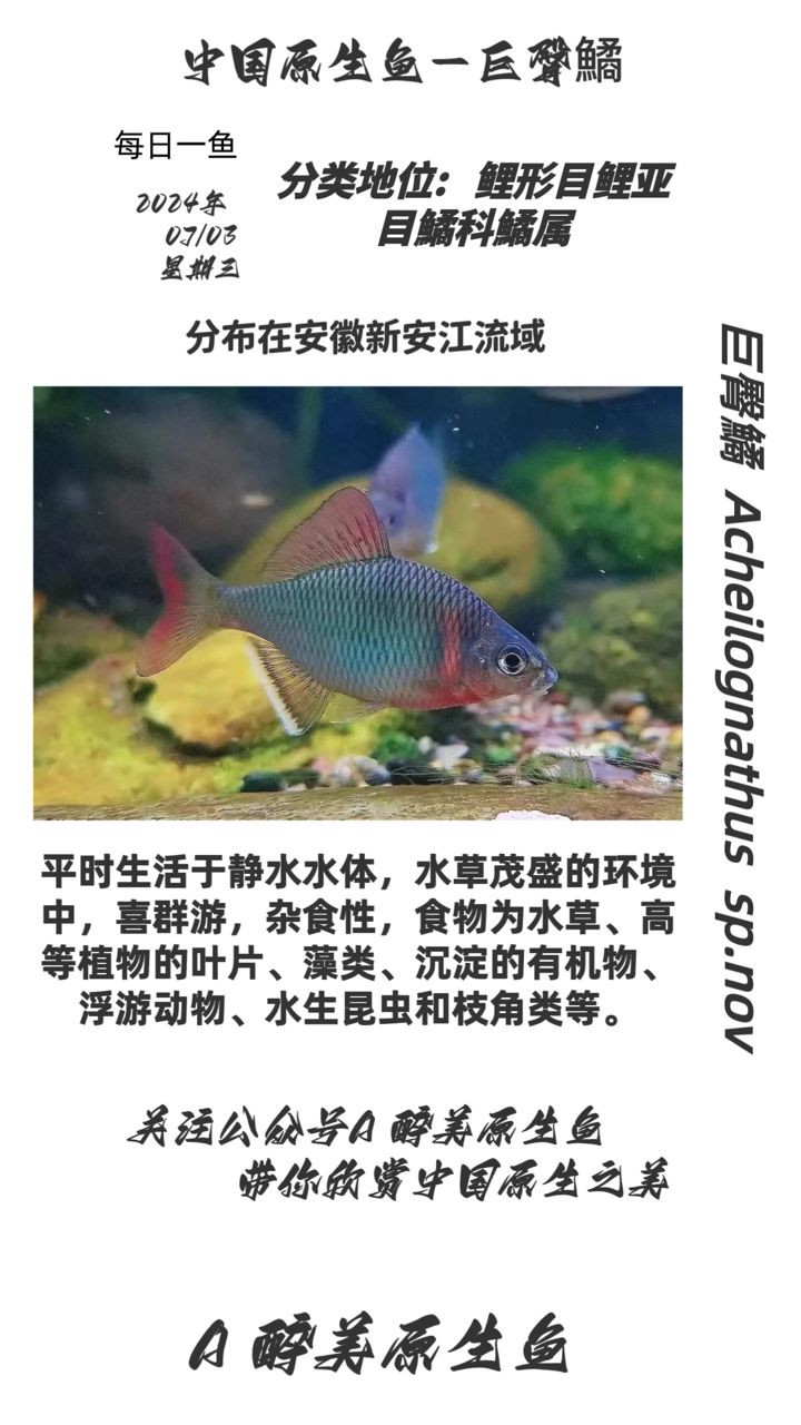 巨臀鱊【巨大的】 觀賞魚(yú)論壇