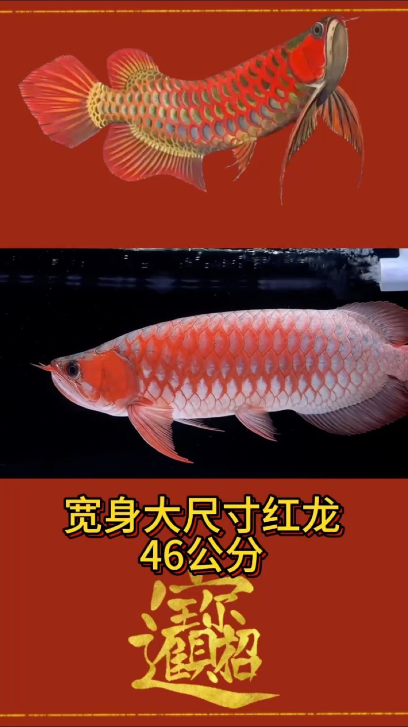 龍魚魚場直銷【買買買,宇哥6519評論：nd5urgmd】 觀賞魚論壇