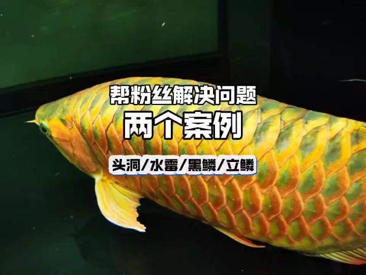 幫粉絲解決養(yǎng)魚問(wèn)題，兩個(gè)案例，龍魚頭洞，水霉，黑鱗，立鱗。#龍魚飼養(yǎng)教程 #龍魚頭洞 #六鞭毛蟲【幫粉絲解決養(yǎng)魚問(wèn)題，兩個(gè)案例】 觀賞魚論壇