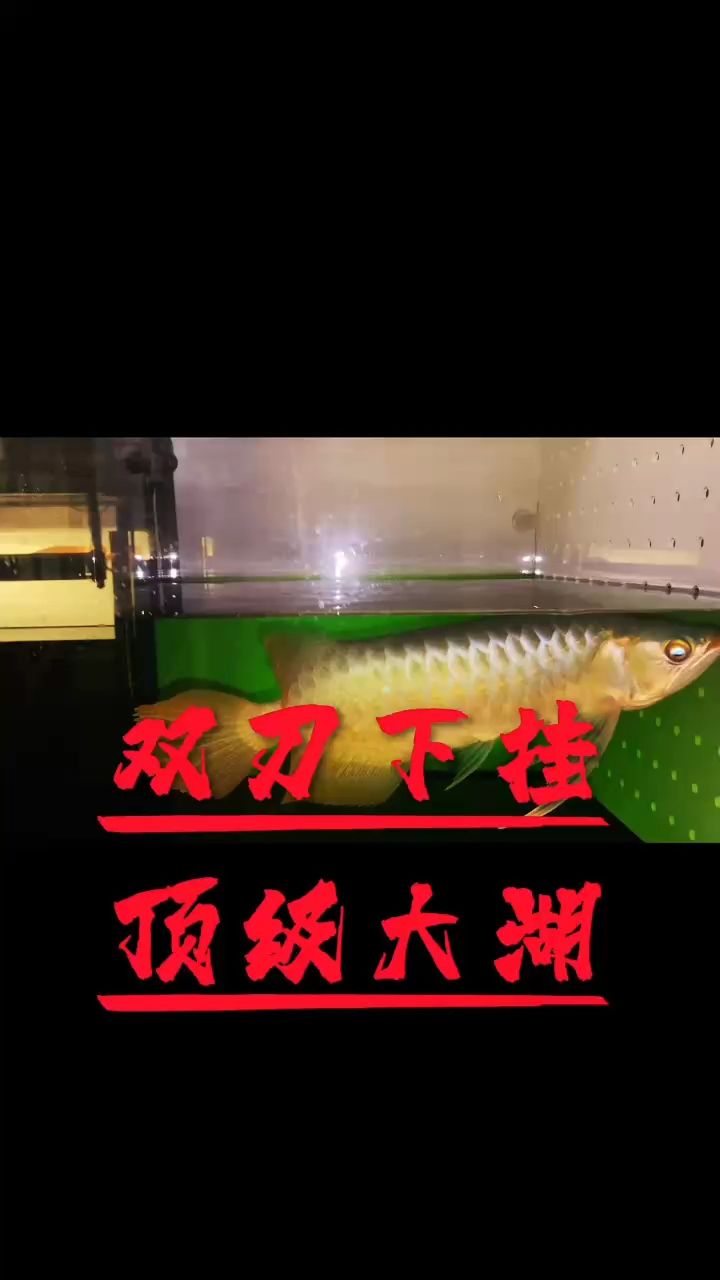 雙刀蝴蝶鰭，超大尾巴，實魚更震撼【一手貨源大湖供應(yīng)個體甄選】 觀賞魚論壇