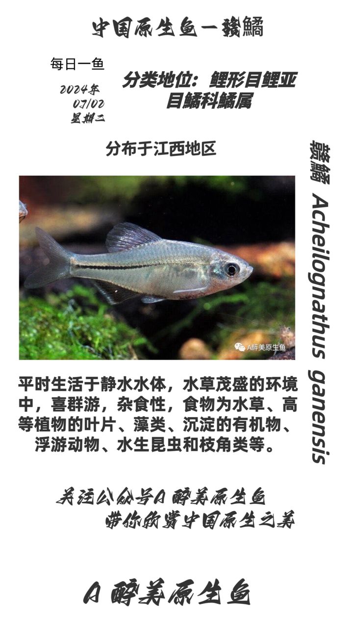 贛鱊【分布在江西】 觀賞魚(yú)論壇