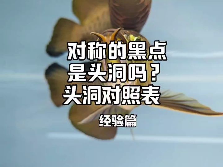 這些對(duì)稱的黑點(diǎn)，是頭洞嗎？龍魚(yú)頭洞對(duì)照表，還是照妖鏡！#龍魚(yú)頭洞   #六鞭毛蟲(chóng) #頭洞【blackrangdoll評(píng)論：龍魚(yú)頭洞對(duì)照表，還是照妖鏡】 觀賞魚(yú)論壇