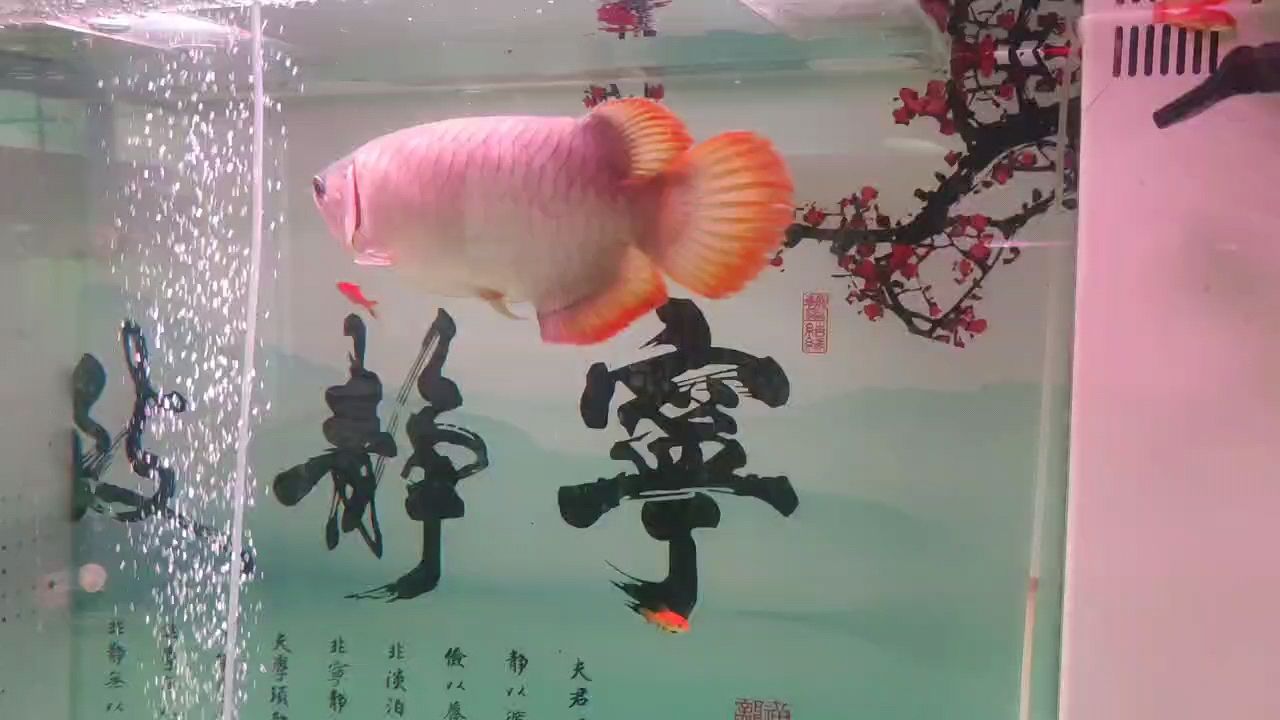 紅龍魚【大湖龍魚，養(yǎng)一年了，還沒發(fā)色】 觀賞魚論壇