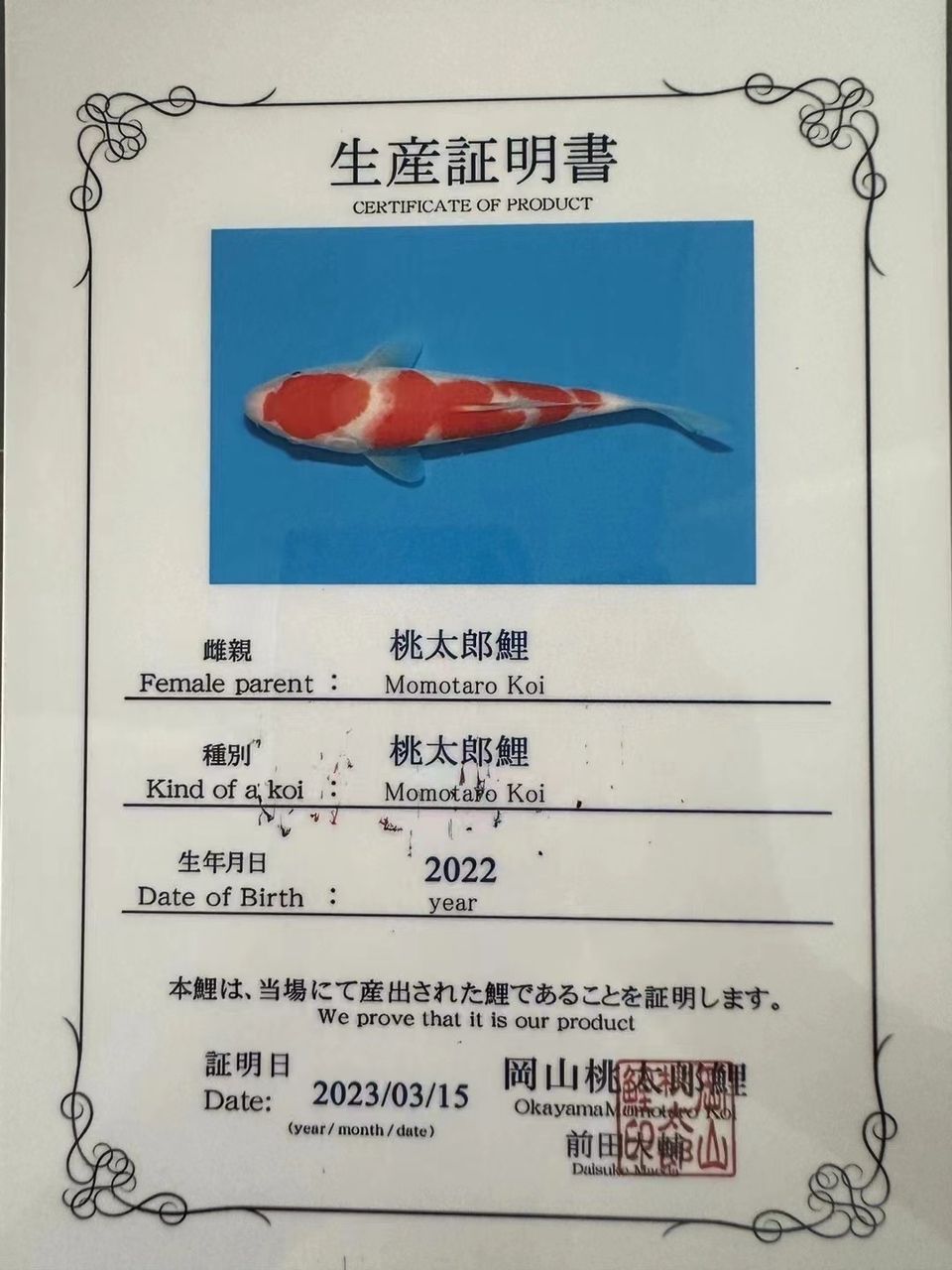 帶大家看看養(yǎng)了2年的成果【一條桃太郎的小魚(yú)】