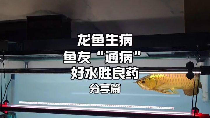 魚友的通病，龍魚一出問題就病急亂投醫(yī)，卻忽略了一缸好水的重要性！#龍魚疾病 #龍魚飼養(yǎng)教程 #龍魚水霉【魚友的通病，龍魚一出問題就病急亂投醫(yī)卻忽略了一缸好水的重要性】