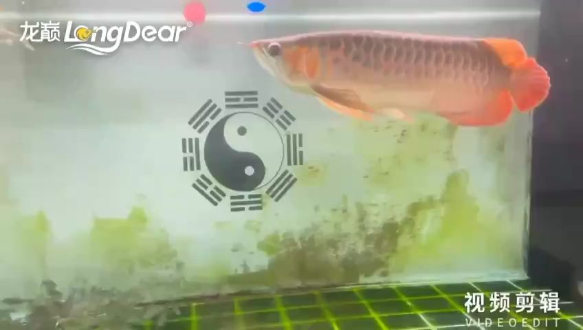 每天打卡【養(yǎng)魚的日子真棒】 觀賞魚論壇