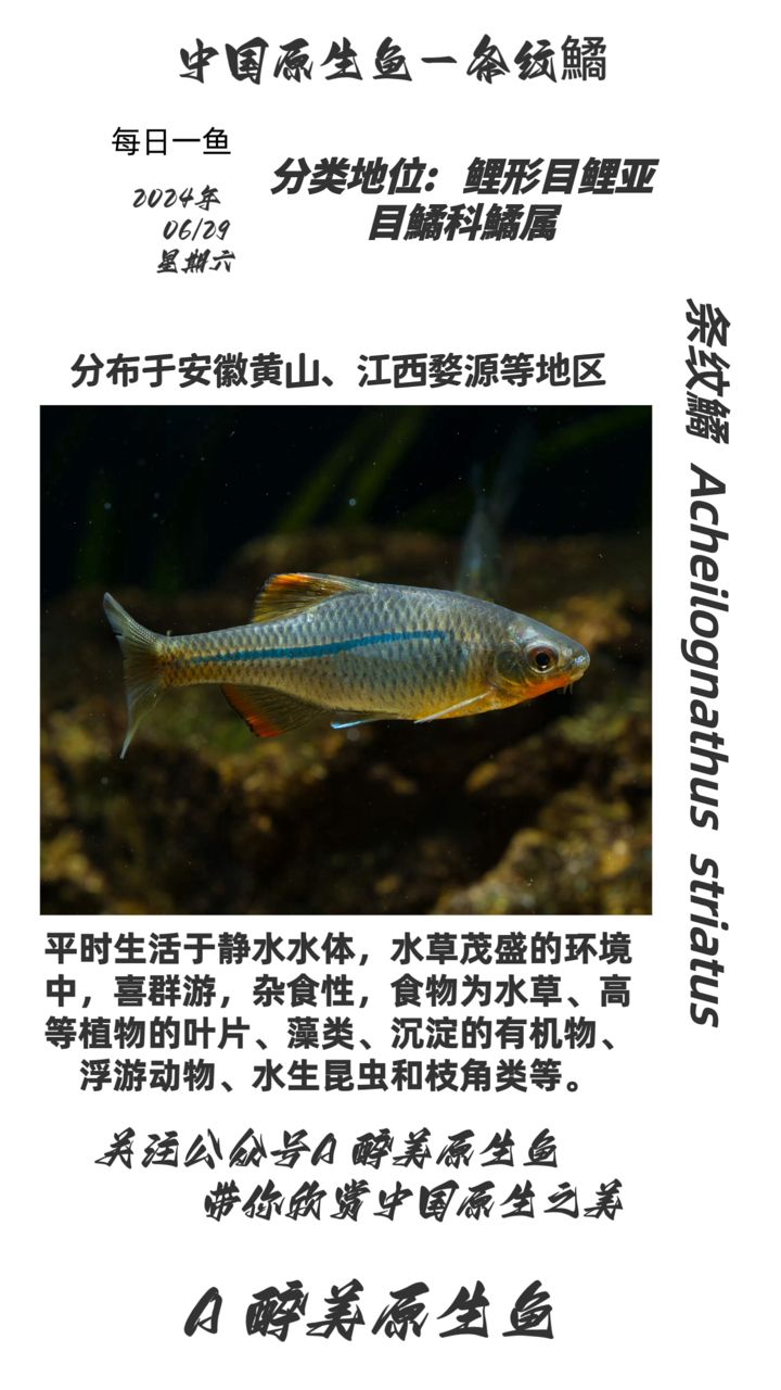 條紋鱊【又叫啃氏#啃氏】 觀賞魚(yú)論壇