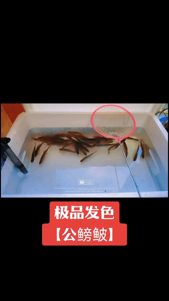 頑【小伙不帥_人見人愛評(píng)論：什么配魚合適】