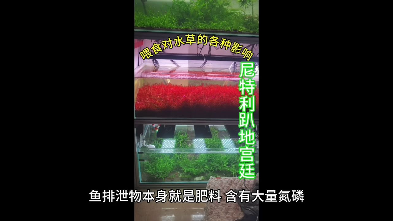 喂食對水草的各種影響【蘭陵王王者榮耀評論：挺好！】 觀賞魚論壇