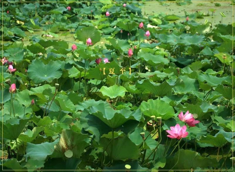 夏至已過(guò)【夏至已至，】