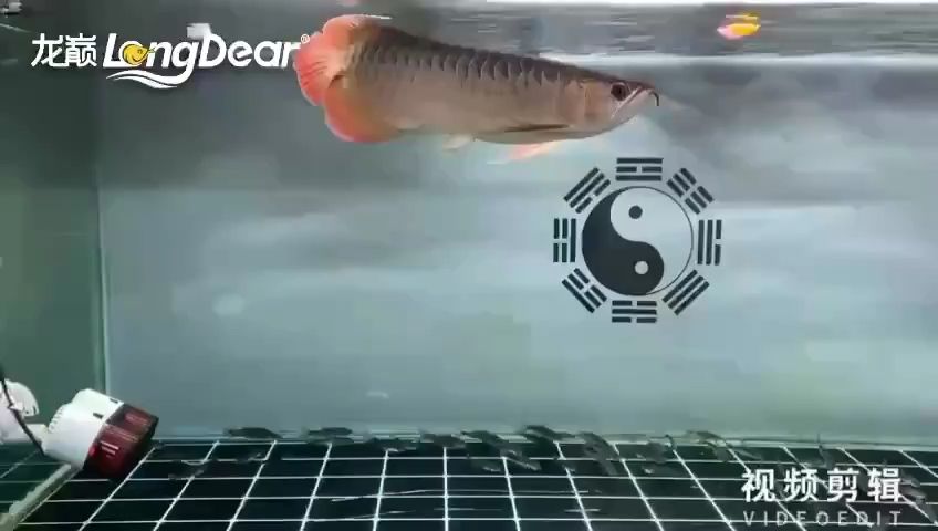 簽到【簽到老龍?zhí)对u(píng)論：下面小魚(yú)是給自助餐嘛】