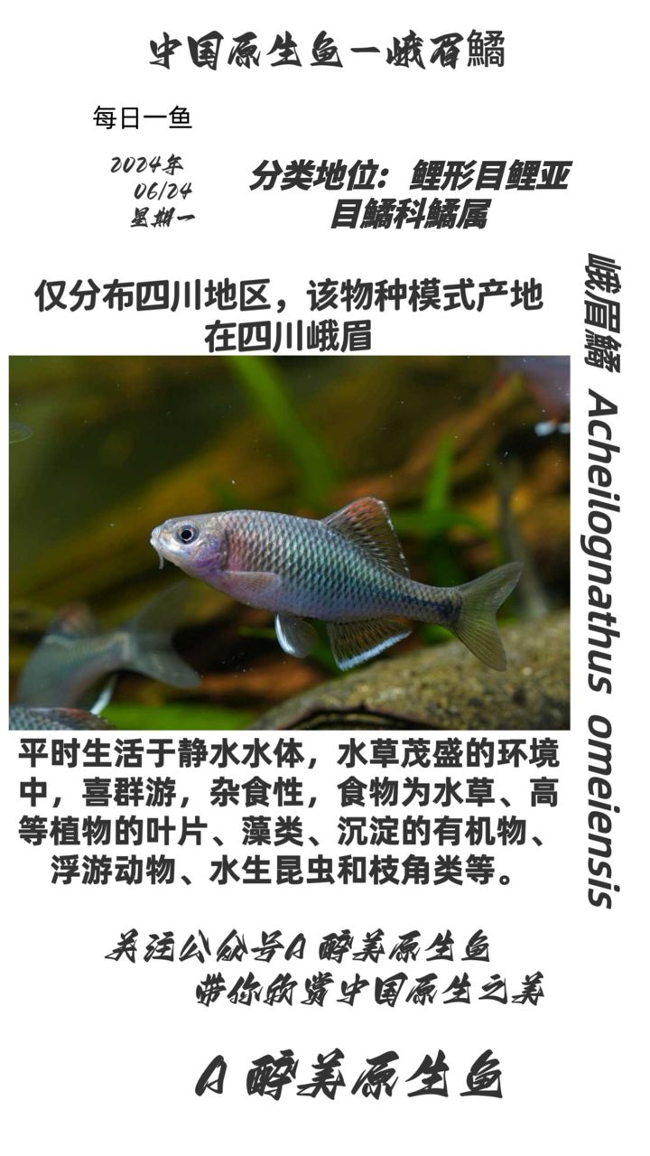 峨眉鱊【四川峨眉山】 觀賞魚論壇