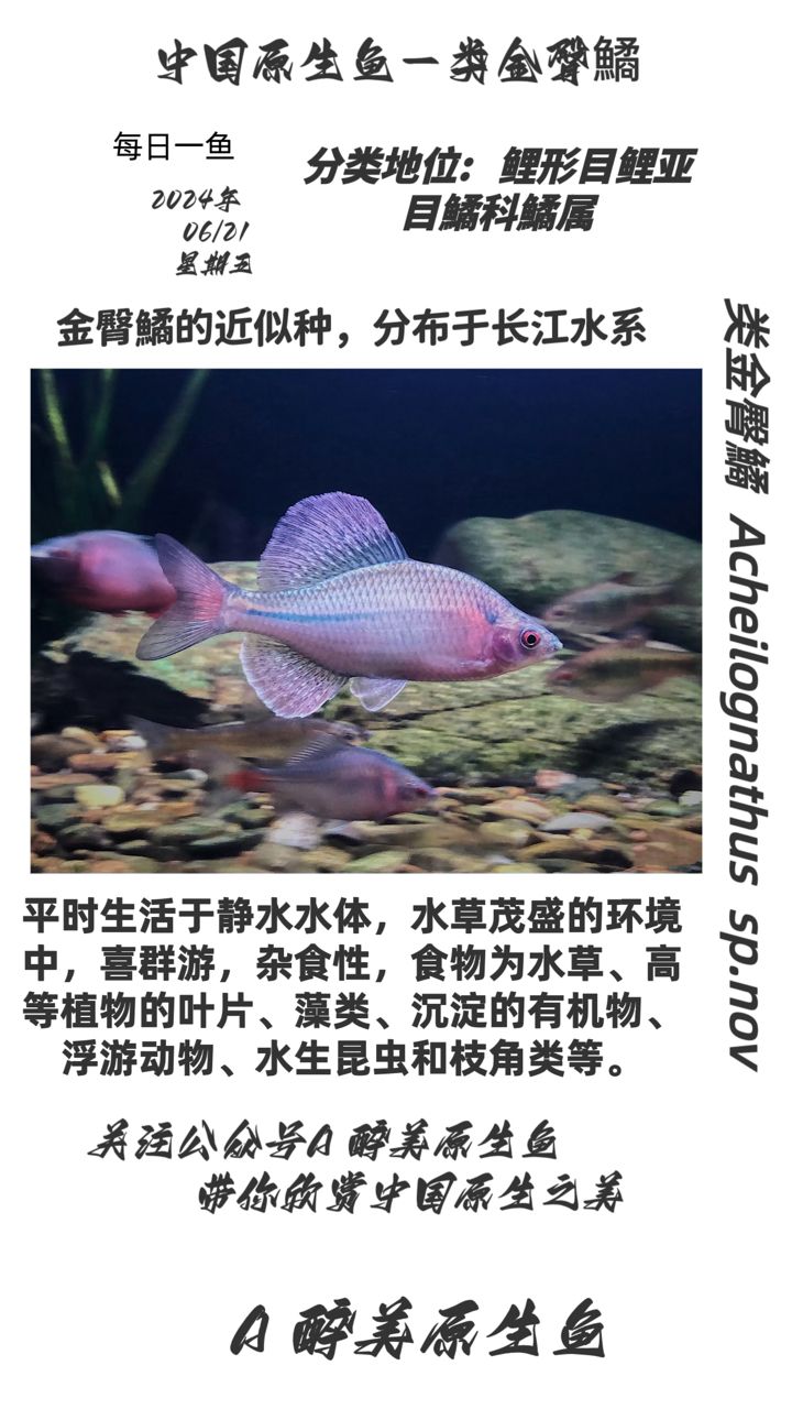 類金臀鱊【分布在長江水系】 觀賞魚論壇