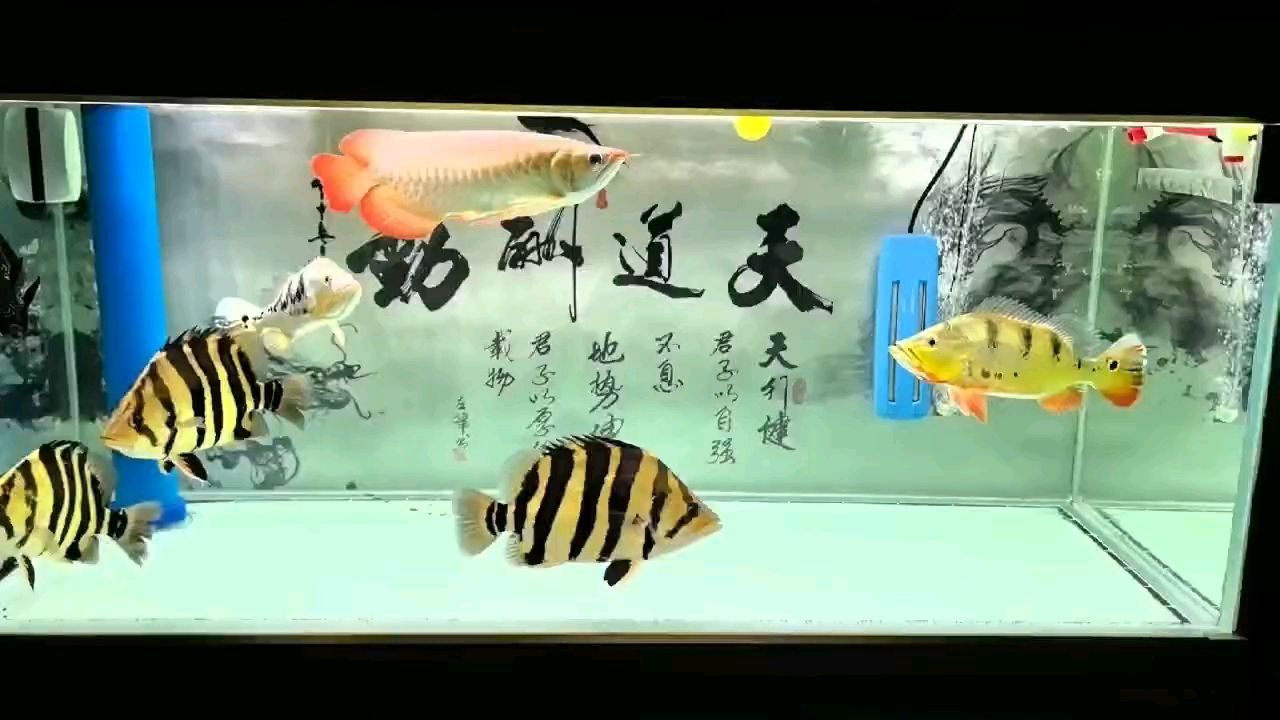 冒個(gè)泡【湊合看吧,隨心所欲_小金龍?jiān)u論：漂亮】 觀賞魚論壇