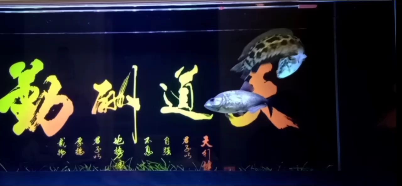 大戰(zhàn)黑魚【大戰(zhàn)黑魚,a玩膩rap評(píng)論：少年夢(mèng)qwyx】