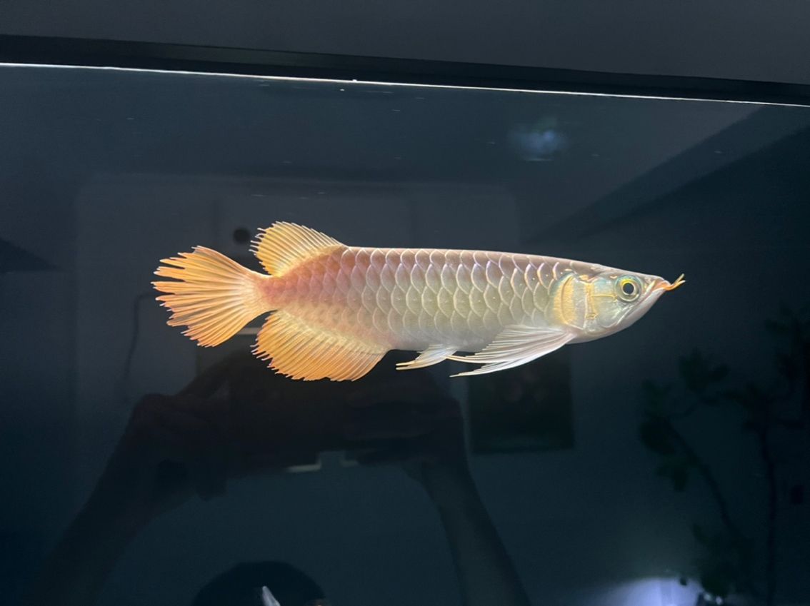 龍魚這種燒鰭是什么造成的？【入魚大概2個(gè)星期就出現(xiàn)這個(gè)問題，請問是什么原因造成的】 觀賞魚論壇 第5張