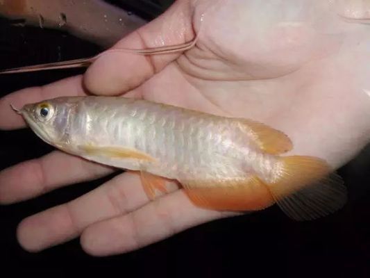 龍魚蒙眼的原因和治療方法是什么呢視頻教程【龍魚蒙眼怎么辦？】 水族問答