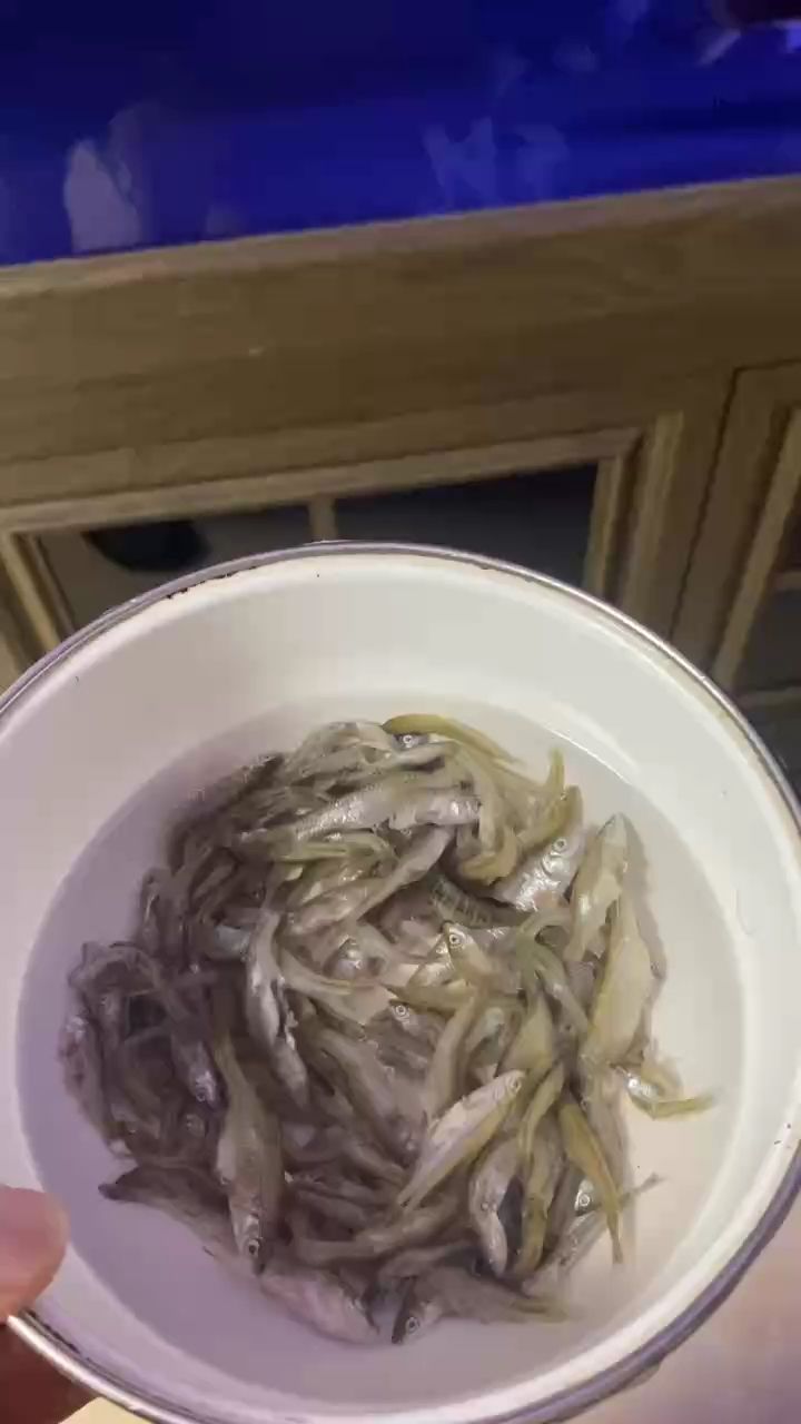 開(kāi)飯【堅(jiān)持是一種美德杜蘭特養(yǎng)魚(yú)記】 觀賞魚(yú)論壇