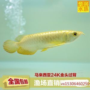 金龍魚品種與價(jià)格排名【金龍魚價(jià)格從高到低】 龍魚百科 第4張