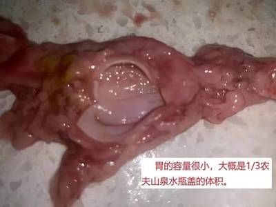 金龍魚十天不喂能行嗎【金龍魚十天不喂食可行嗎】 龍魚百科 第3張