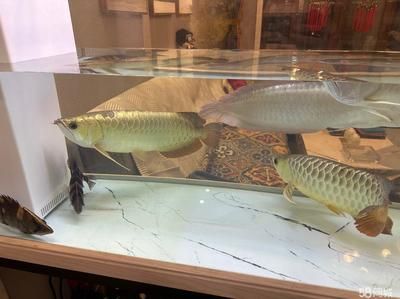 金龍魚可以治療虎魚凸眼嗎【金龍魚與虎魚凸眼治療沒有直接關(guān)系，金龍魚可以治療虎魚凸眼嗎】 龍魚百科 第5張