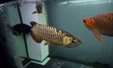 金龍魚可以治療虎魚凸眼嗎【金龍魚與虎魚凸眼治療沒有直接關(guān)系，金龍魚可以治療虎魚凸眼嗎】 龍魚百科 第1張