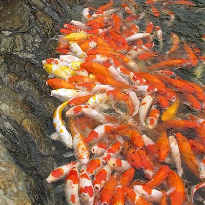 金龍魚昆明經(jīng)銷商【金龍魚在昆明的經(jīng)銷商管理】 龍魚百科 第5張