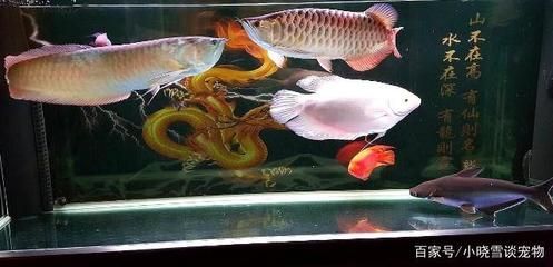 金龍魚可以和兩條銀龍魚混養(yǎng)嗎【金龍魚和銀龍魚混養(yǎng)時(shí)需要注意的事項(xiàng)】 龍魚百科 第2張