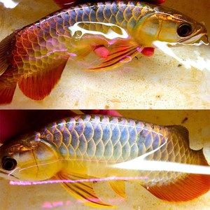 龍魚不上側燈可以嗎紅【紅龍魚不上側燈可以嗎】 龍魚百科 第2張