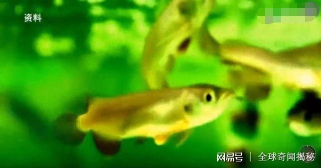 金龍魚(yú)口中孵化【金龍魚(yú)口中孵化的核心過(guò)程中孵化的核心過(guò)程中需要注意的事項(xiàng)】 龍魚(yú)百科 第5張