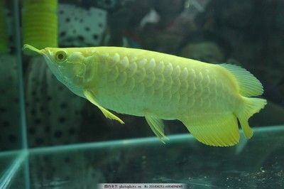 金龍魚趴缸用傲深幾號【金龍魚為什么會趴缸】 龍魚百科 第4張