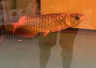 金龍魚趴缸用傲深幾號【金龍魚為什么會趴缸】 龍魚百科 第2張