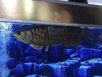 金龍魚趴缸用傲深幾號【金龍魚為什么會趴缸】 龍魚百科 第1張