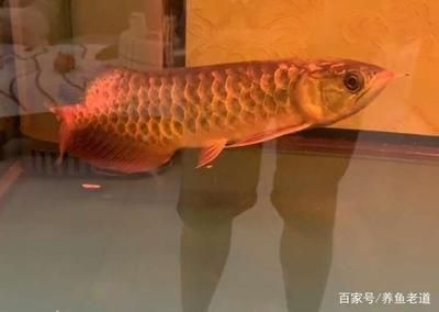 金龍魚趴缸用傲深幾號【金龍魚為什么會趴缸】 龍魚百科 第5張