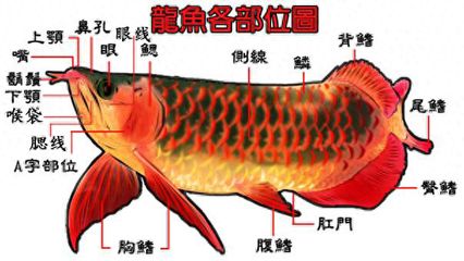 龍魚鼻孔中間斷了【龍魚鼻孔中間斷了怎么辦】 龍魚百科 第3張