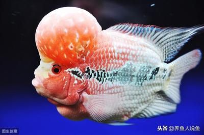 龍魚背部鱗片掉了多久能長(zhǎng)【龍魚背部鱗片掉了多久能長(zhǎng)出來(lái)】 龍魚百科 第4張