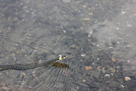 金龍魚漂浮水面【金龍魚漂浮水面可能由多種原因造成,】 龍魚百科 第3張