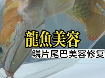 龍魚拔鱗片干嘛【治療受傷或腐爛的鱗片，龍魚拔鱗片手術(shù)時需要注意以下幾點(diǎn)】 龍魚百科 第3張