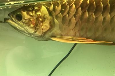 金龍魚魚鱗變黑【金龍魚魚鱗變黑可能由多種因素引起金龍魚魚鱗變黑的因素】 龍魚百科 第4張