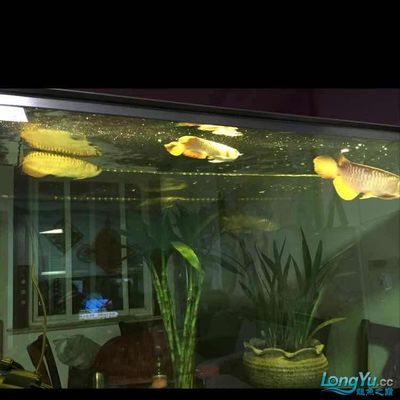 龍魚50公分虎魚10公分能不能合缸【虎魚50公分虎魚10公分能不能合缸】