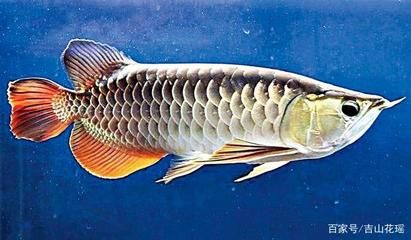 金龍魚適合新手嗎【養(yǎng)殖金龍魚的基本要求和技能】 龍魚百科 第4張