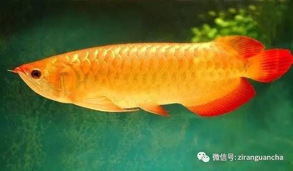 金龍魚取什么名字好聽【金龍魚是一種外觀獨特且富有文化內涵的魚類】 龍魚百科 第3張