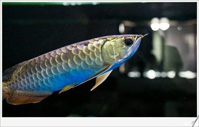 金龍魚(yú)身體有粘液正常嗎【金龍魚(yú)身體有粘液正常嗎金龍魚(yú)身體有粘液正常嗎】 龍魚(yú)百科 第2張