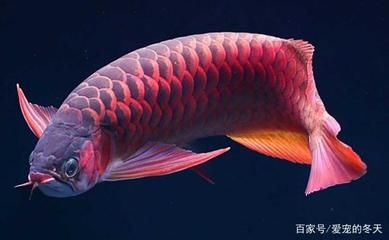 龍魚(yú)不長(zhǎng)個(gè)是什么原因【龍魚(yú)不長(zhǎng)個(gè)是什么原因造成的】 龍魚(yú)百科 第5張