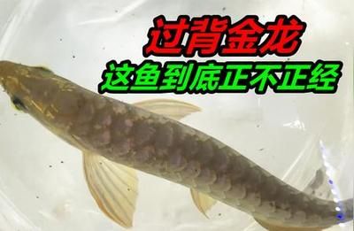 金龍魚能吃青蝦段嗎怎么吃【金龍魚投喂青蝦段與成年魚飼料中青蝦段與成年魚的比例】 龍魚百科 第3張